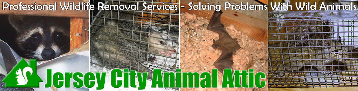 Jersey City Animal Attic